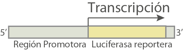 transcripcion: region promotora y luciferasa reportera