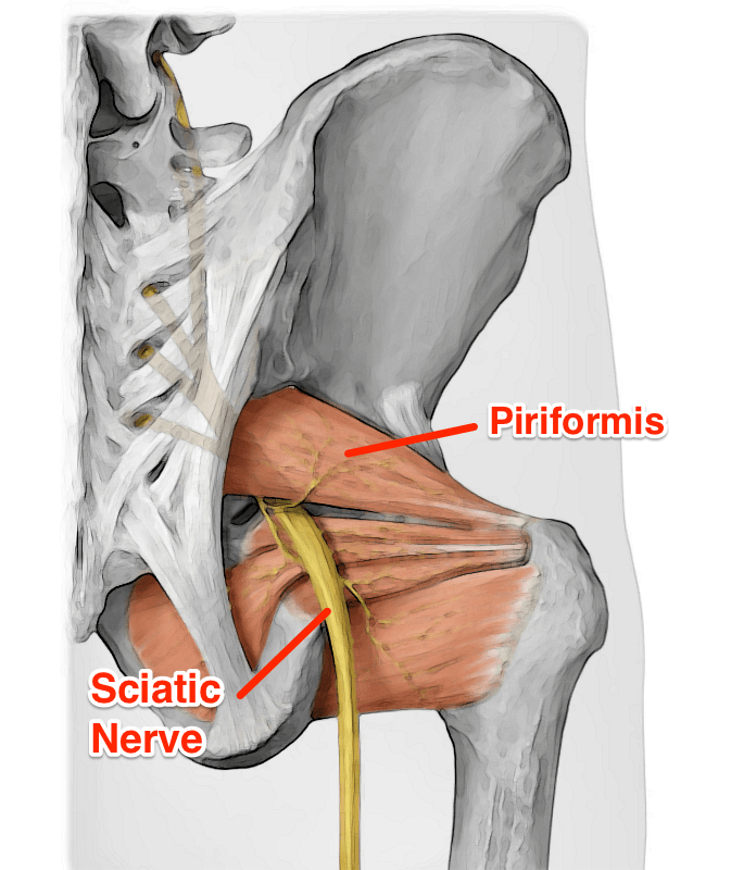 piriformis syndrome source could be the muscle where the nerve passes through it