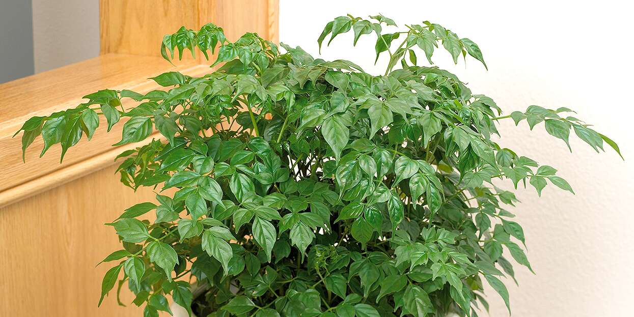 China Doll Plant (Radermachera Sinica): Care and Growing Guide