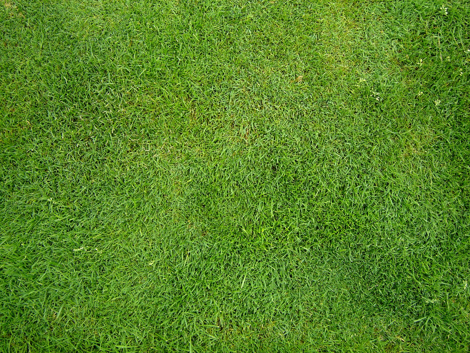 rumput taman swiss