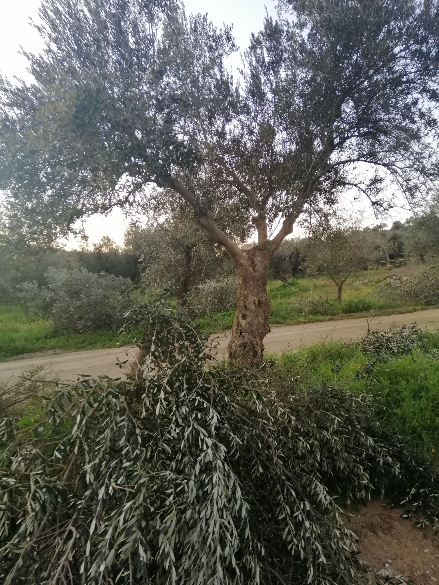 centennial olive tree of 1 foot. ESAO Olive Grove Management