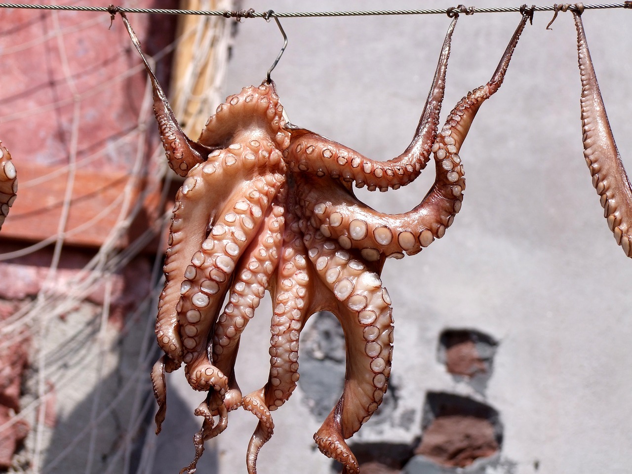 squid-689385_1280.jpg