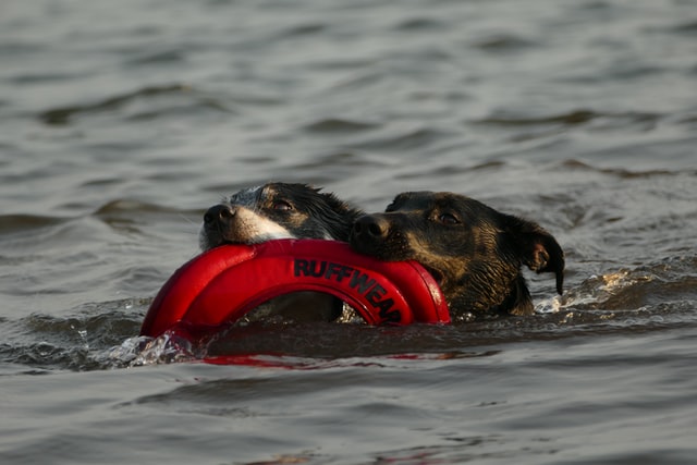 游泳對於狗狗的好處其實比你想像的還要多