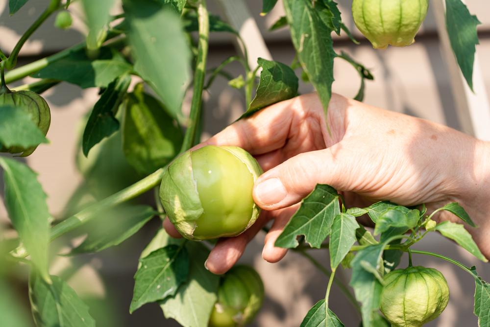 When are Tomatillos ripe? (& when to pick them) 