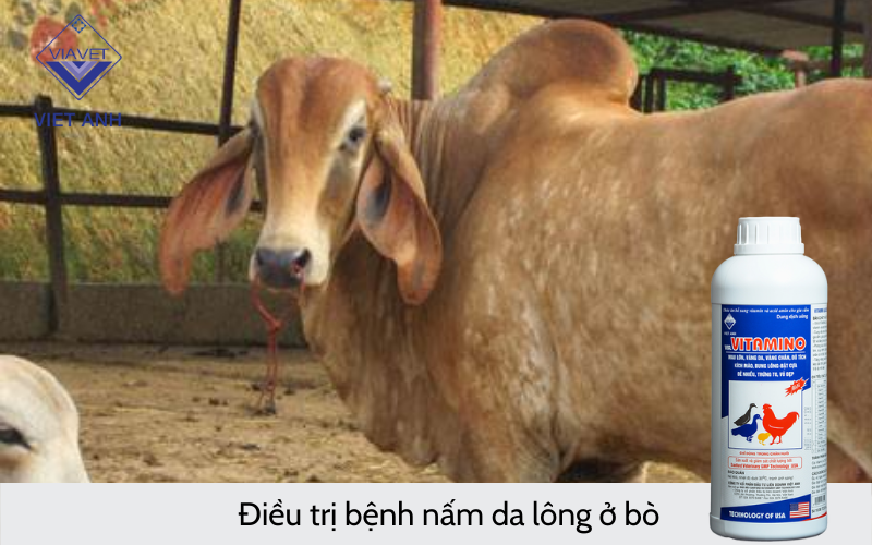 Điều trị bệnh nấm da lông ở bò