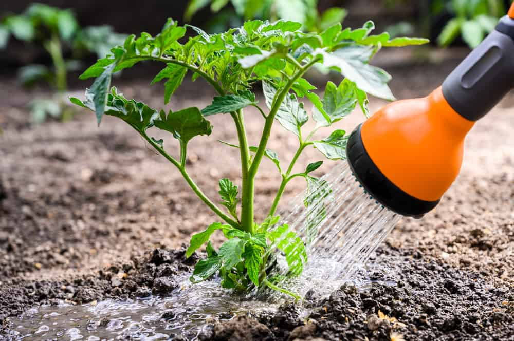 Watering Issues