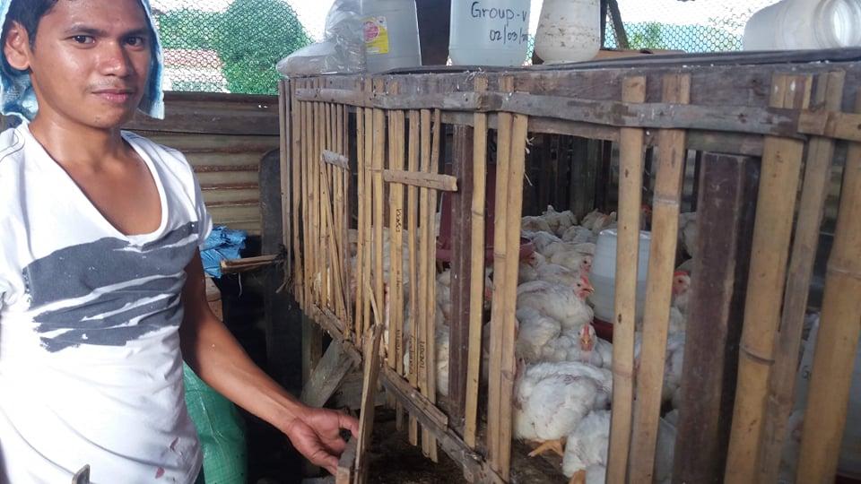 BSAB students of Mrs. Lecil N. Managbanag are rasing broilers as part of their activities in Animal Science subject last 2018 in DBM poultry house, VSU-Isabel