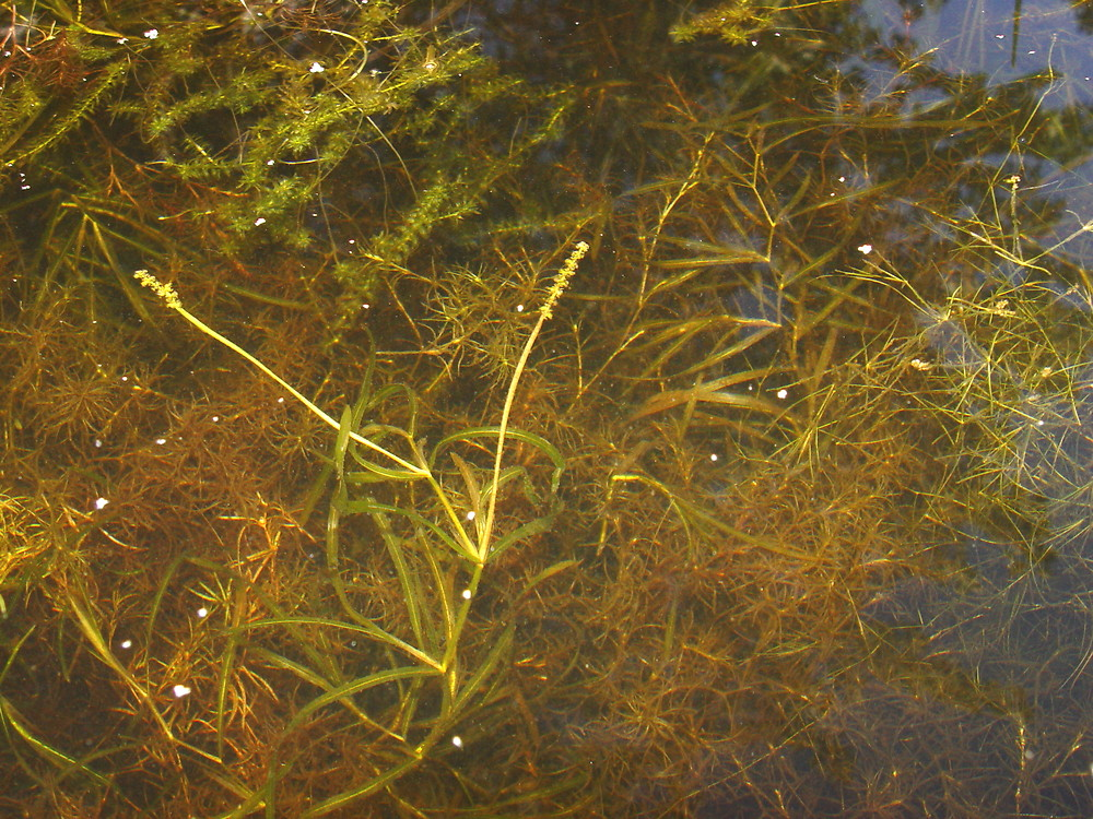 Flat-stem pondweed