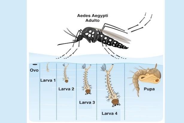 Saiba como é o Ciclo de vida do Aedes aegypti