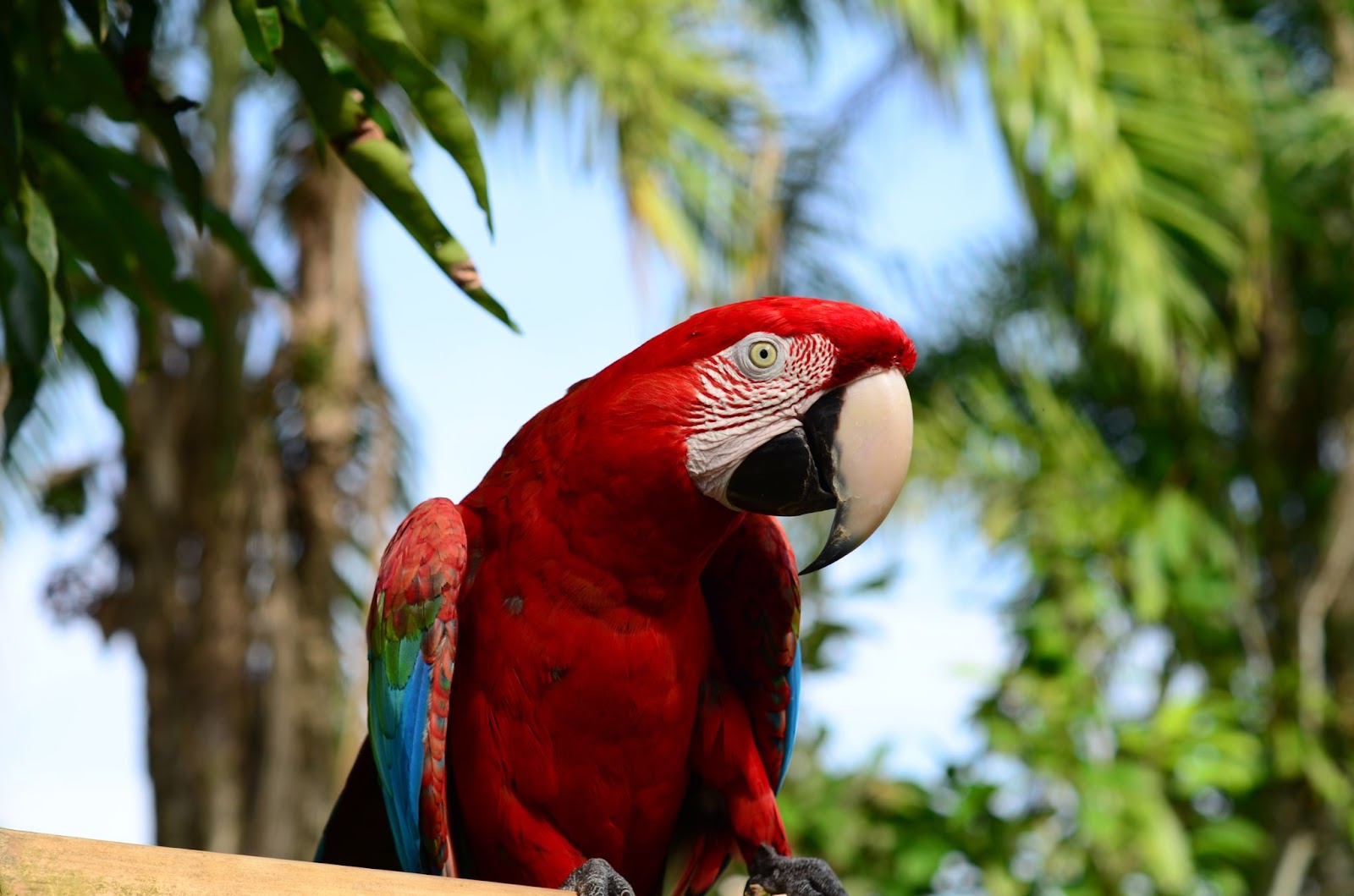 Red Macaw