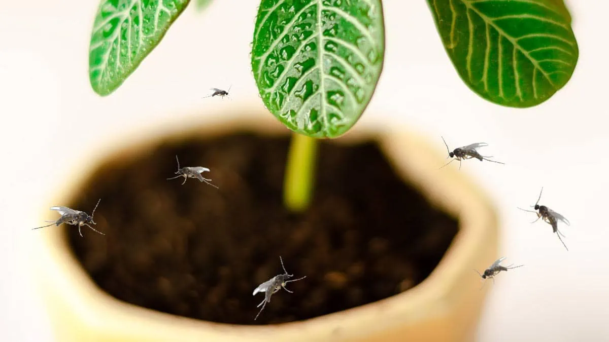 Prevent pest infestations.