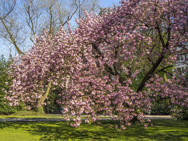 trees name in hindi
