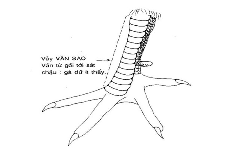 coi vảy gà đá cựa sắt