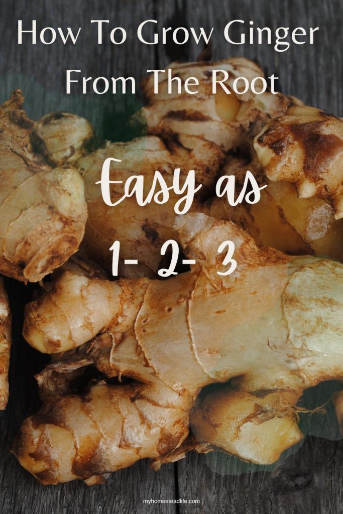 how to grow ginger root at home with easy to follow steps. 