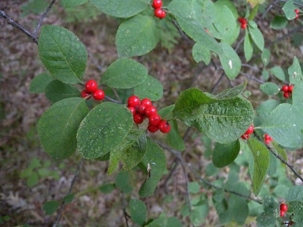 winterberry