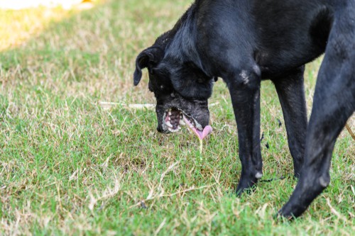 Perro comiendo hierba para inducir el vómito