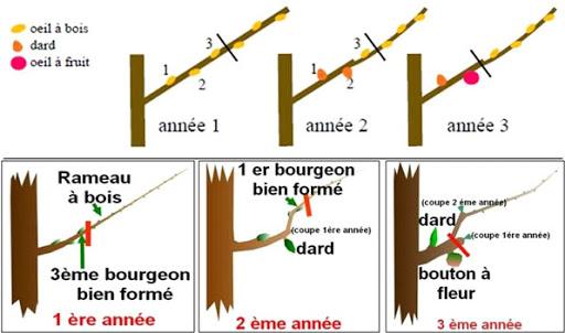 traille trigemme-2.jpg