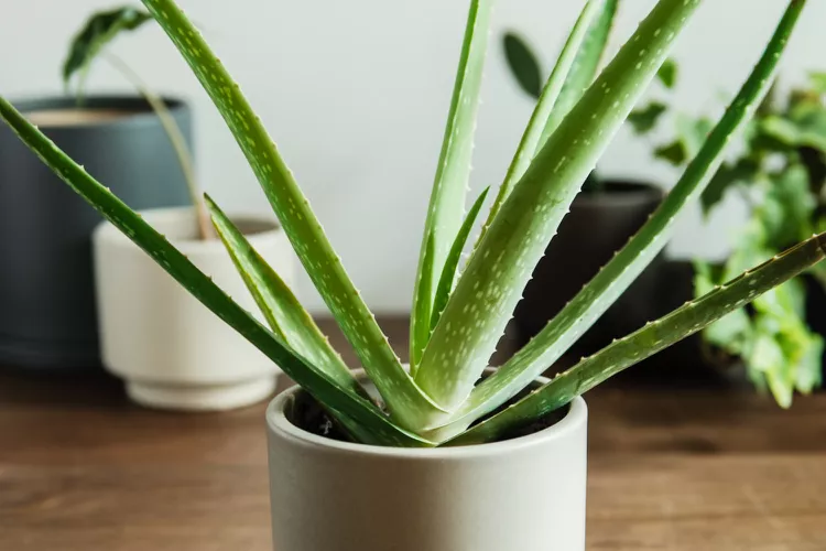 Aloe Plant (Aloe vera)
