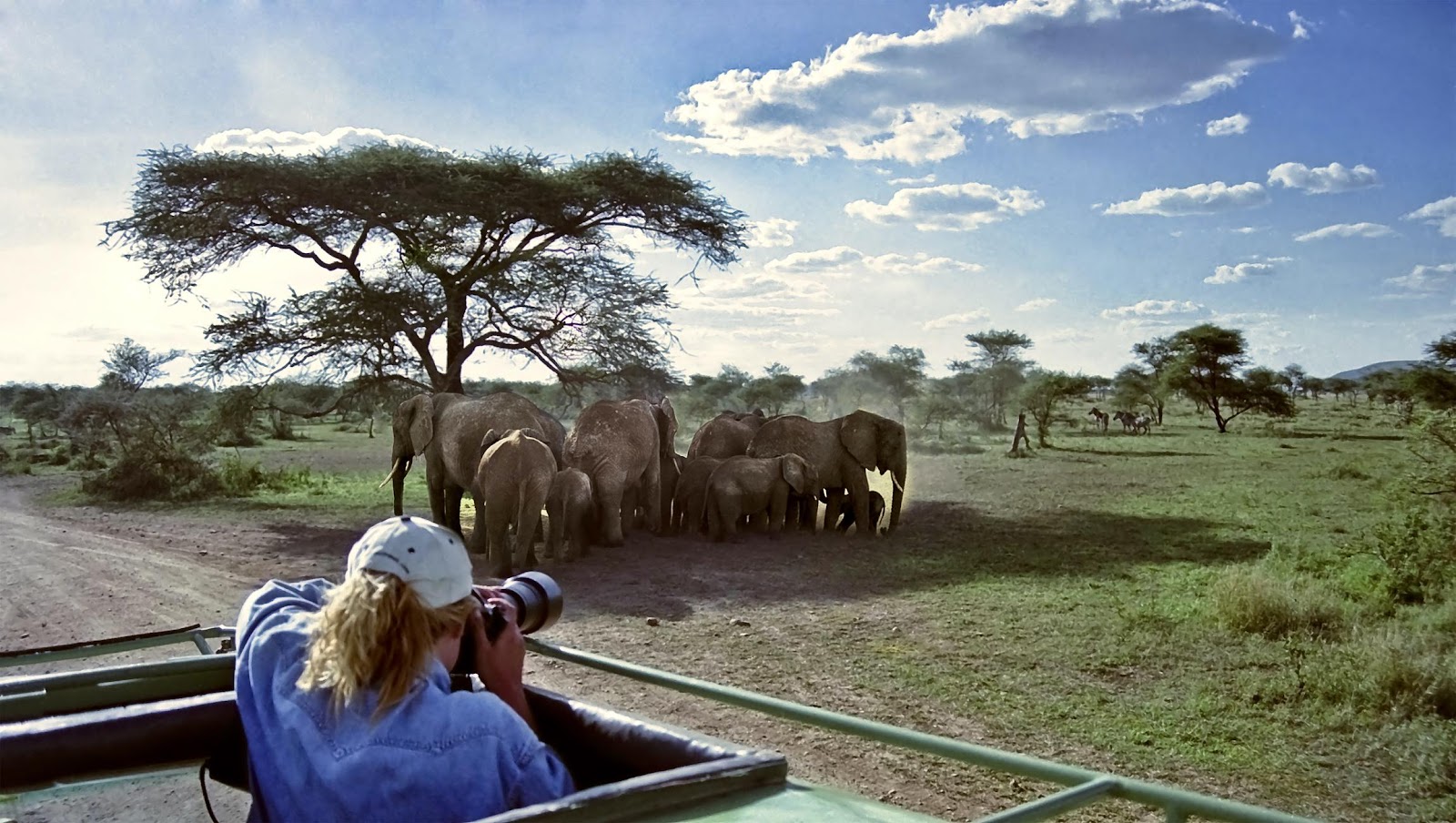 People on a boat looking at elephants

Description automatically generated with low confidence