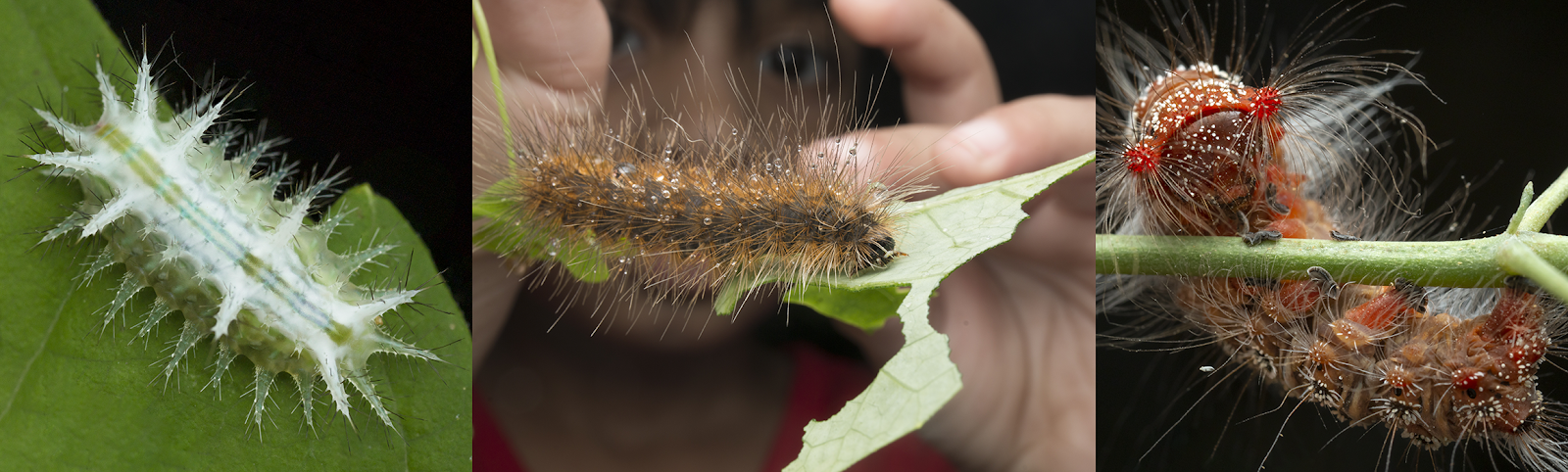 Photographs of spiny and hairy caterpillars