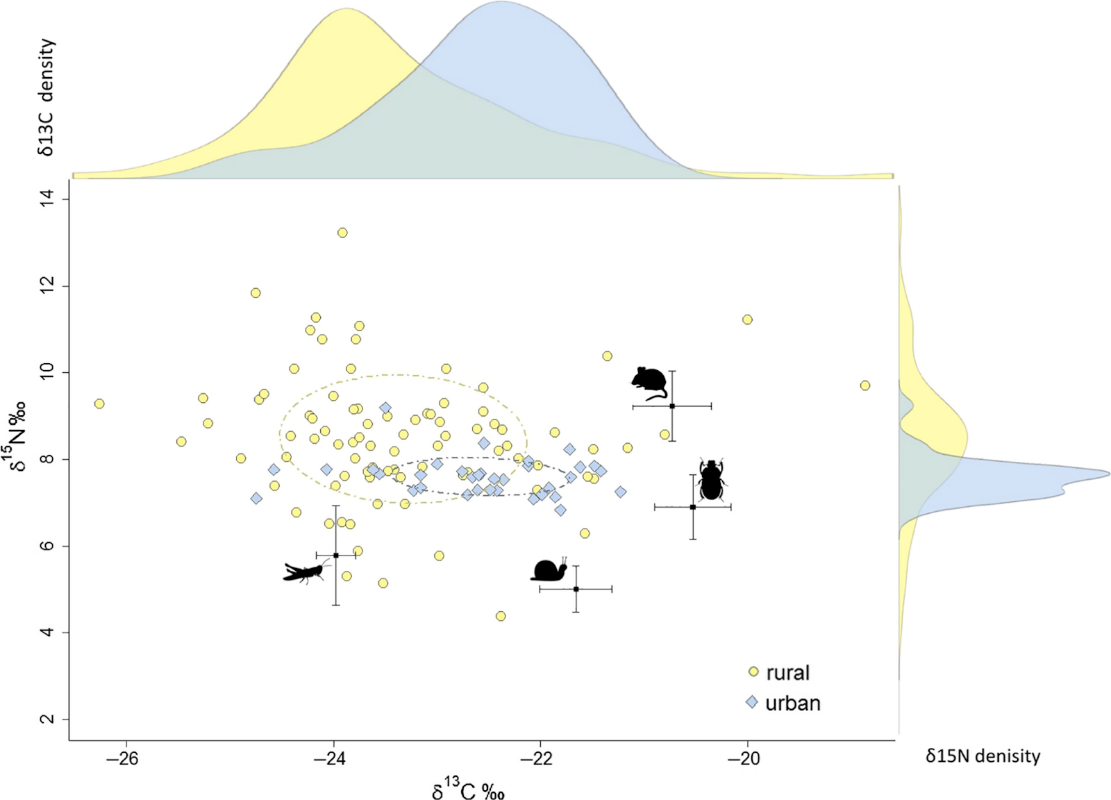 A scatter plot with Carbon 13 ratios on the x-axis and nitrogen 15 ratios on the y-axis show overlapping urban and rural red fox whisker samples. The four prey taxa are shown at the outskirts of the area where foxes are on the graph. Histograms for each axis show that rural foxes generally have lower Carbon 13 ratios and higher nitrogen 15 ratios.
