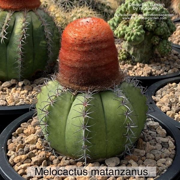เมล็ดกระบองเพชร Melocactus Matazanus,,เมล็ดพันธุ์ไม้ดอก-ไม้ประดับ