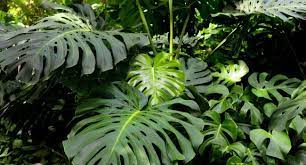 Costela de Adão (Monstera deliciosa)