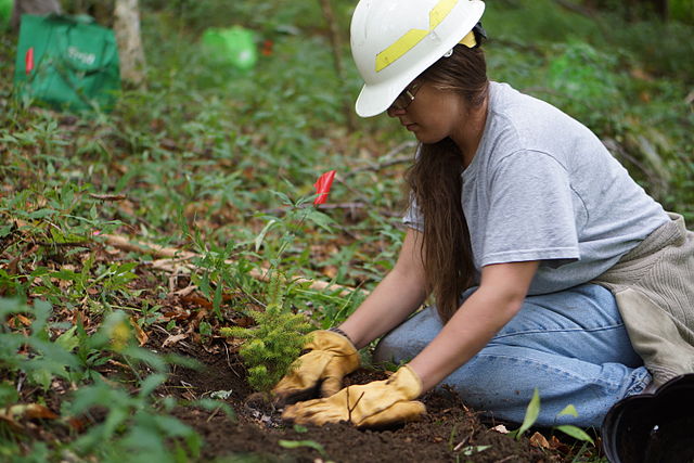 a woman in a hard hat plants a new tree