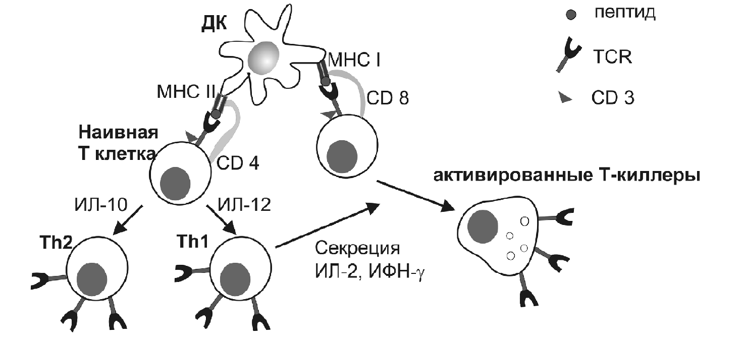 Иммунные антитела 1 4. Дендритные клетки схема. Презентация антигена дендритными клетками. Механизм клеточного иммунитета схема. Гуморальный иммунитет дендритные клетки.