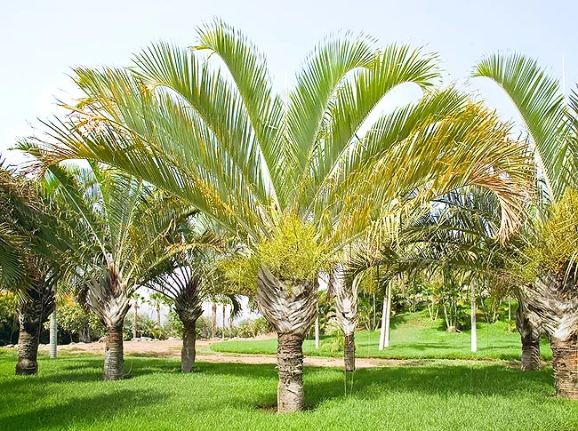 Triangle Palm (Dypsis decaryi)