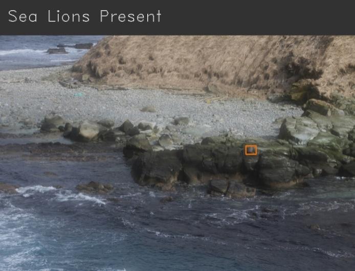 the software detects one, small, barely noticeable sea lion