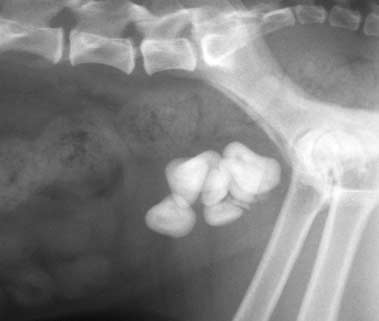 Radiographic appearance of cystic calculi in a dog