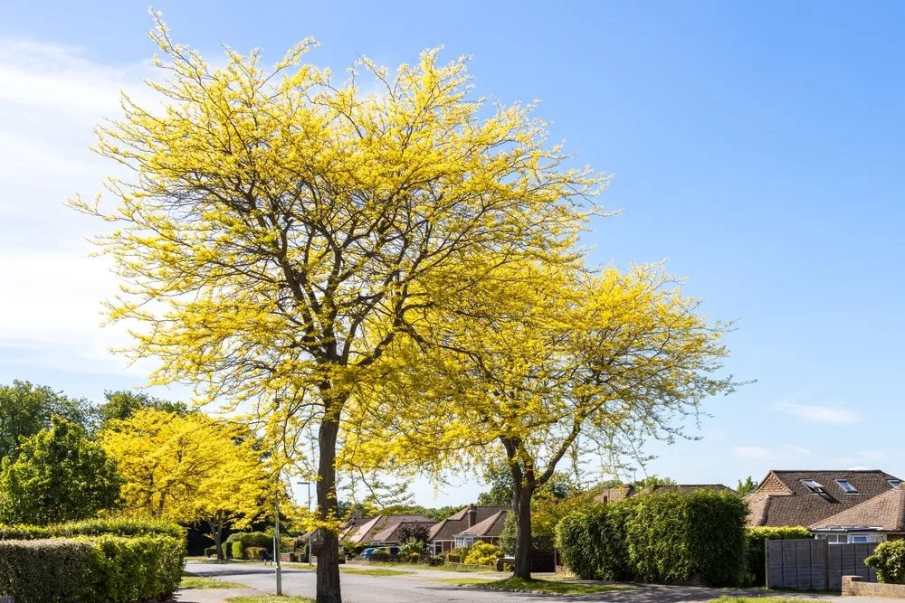 Is honey locust a good firewood