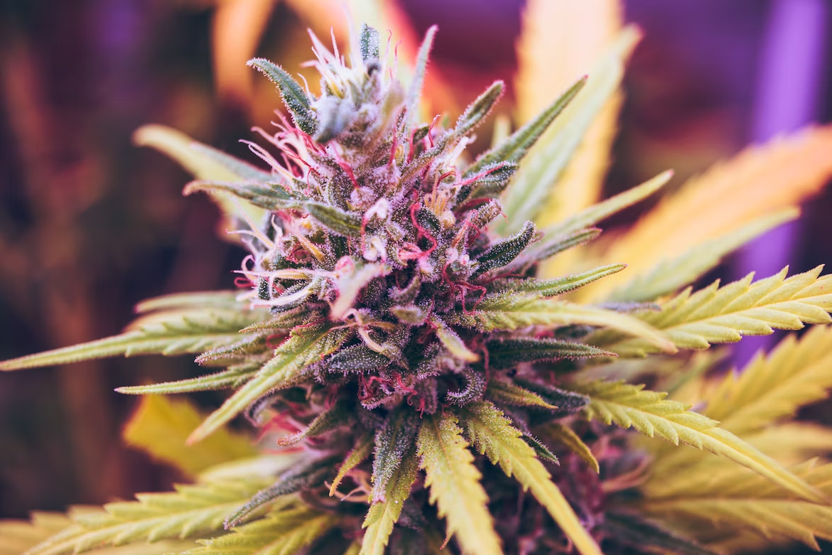 cannabis plant, purple