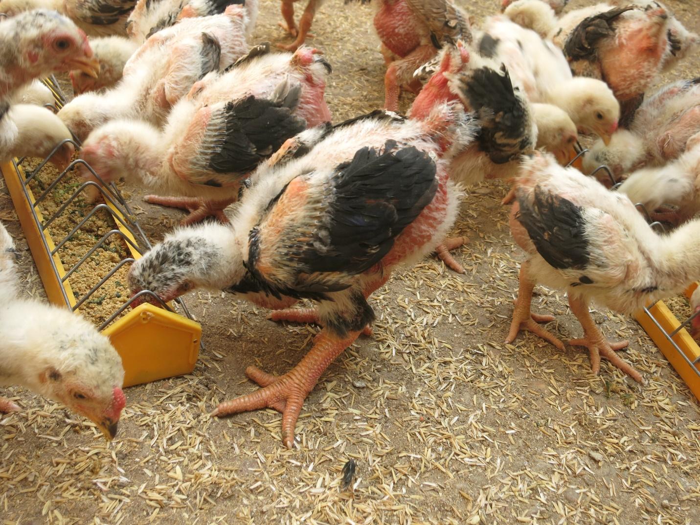Bệnh ở gà con thường gặp và cách chữa