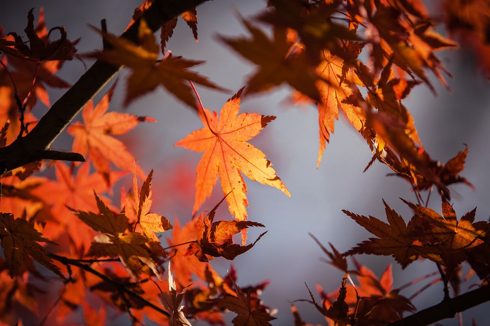 Free photo: Autumn Leave, Japan, Nature, Maple - Free Image on ...