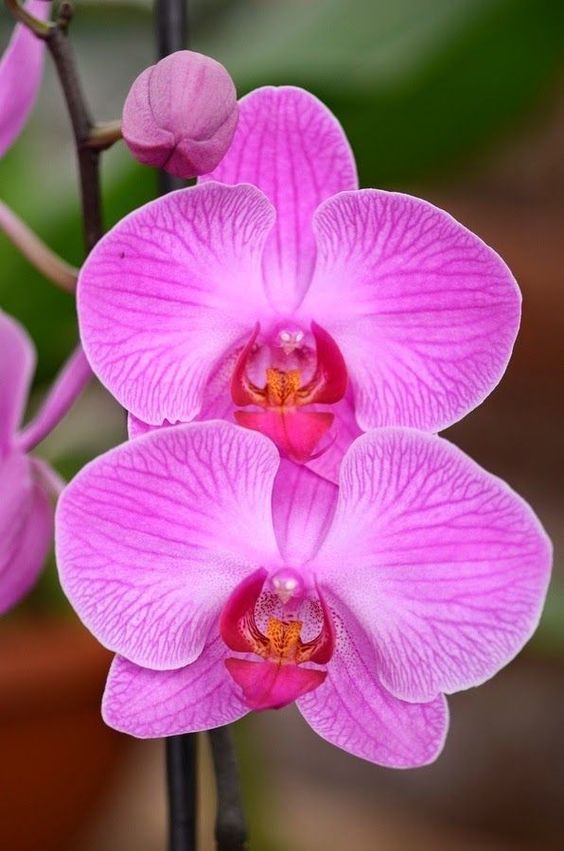 orquidea plantas primavera verano