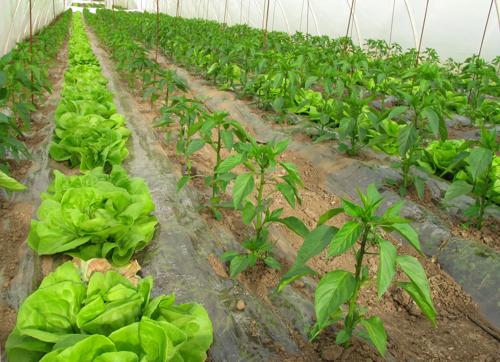 Make the most of the growing season