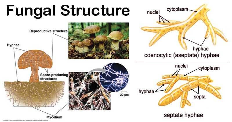 Structure of Fungi