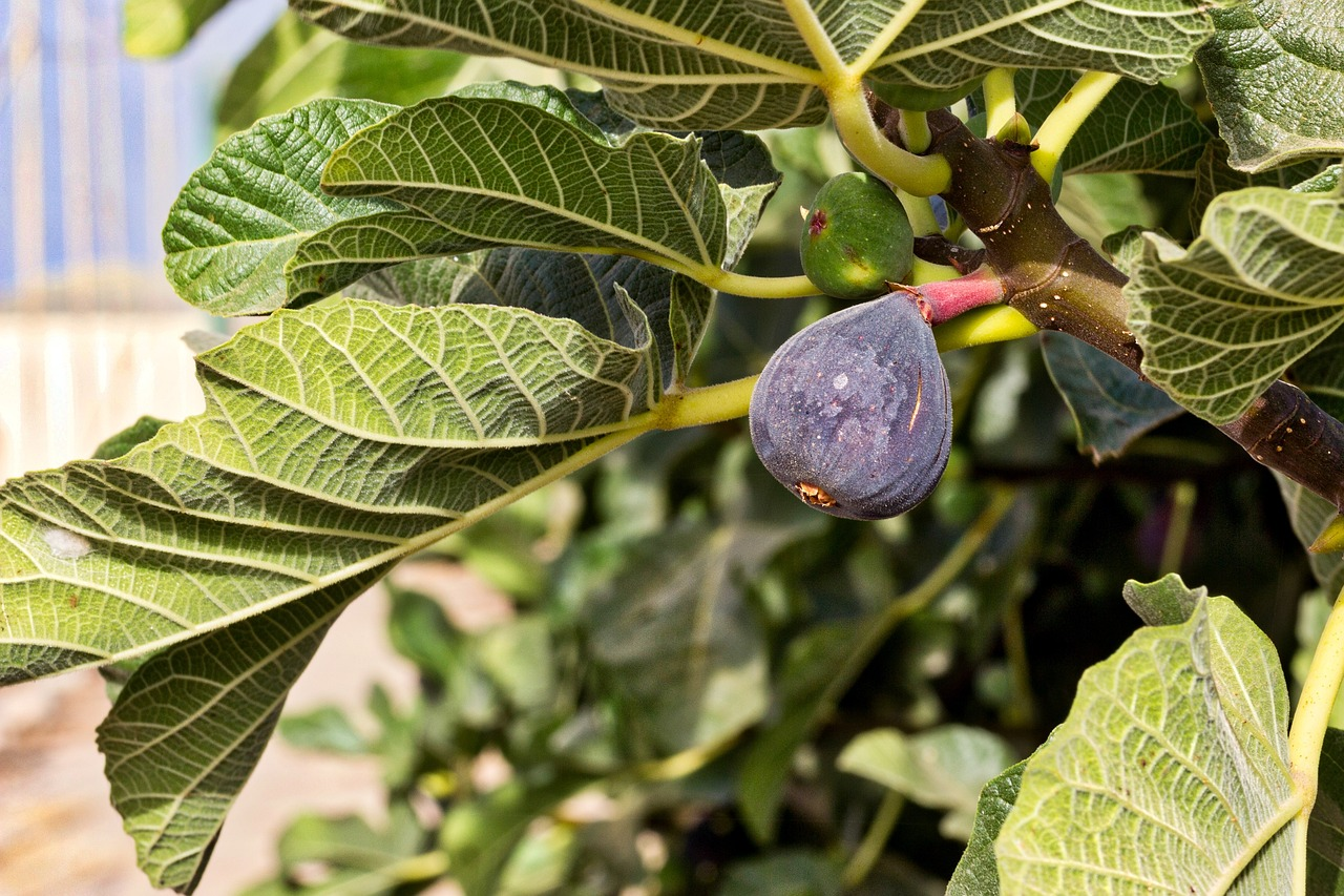 purplish colored fruit in a green plant
