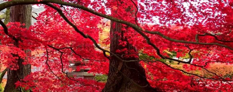 بذر-درخت-افرا-قرمز-ژاپنی.jpg