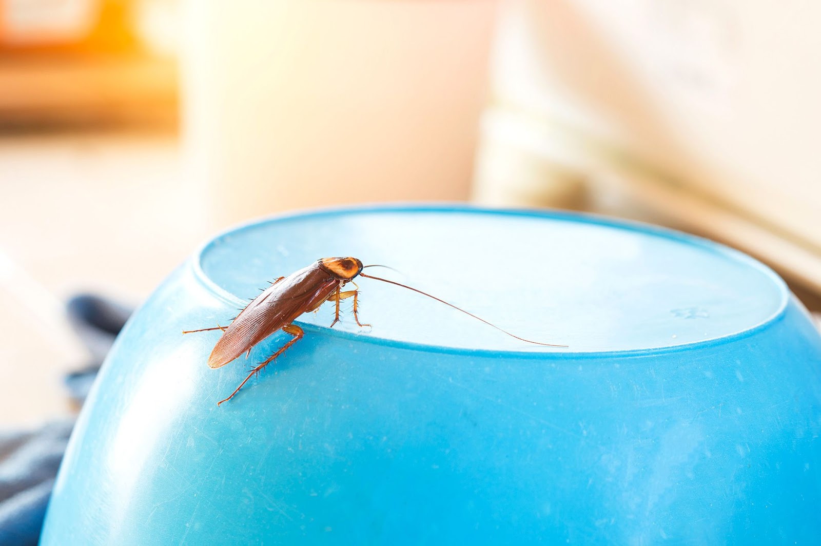 How Do Cockroaches Get Into Your House