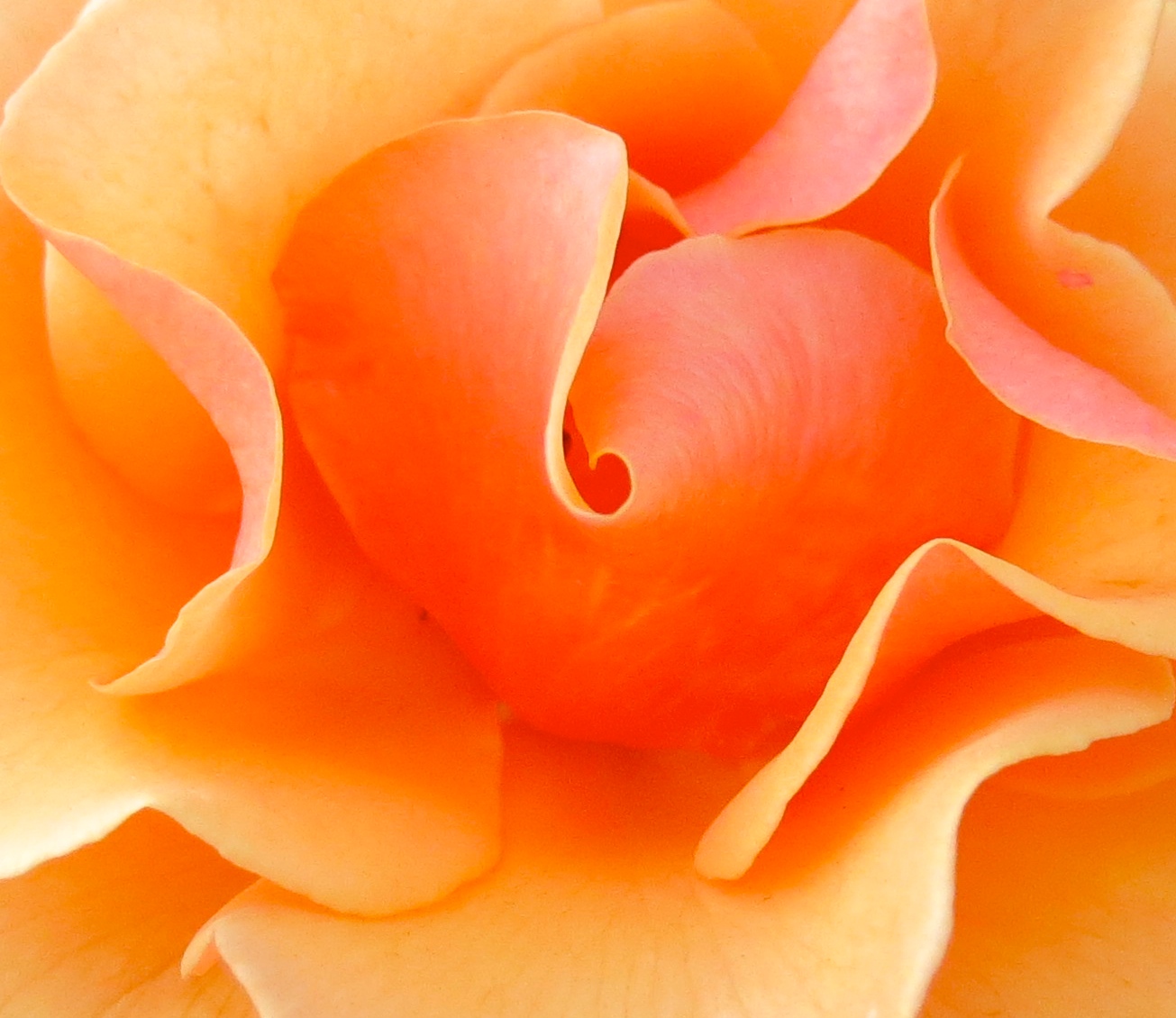 Image: by torbakhopper. “The heart shape of the matter : rose macro, Chase bank, Castro, San Francisco.”