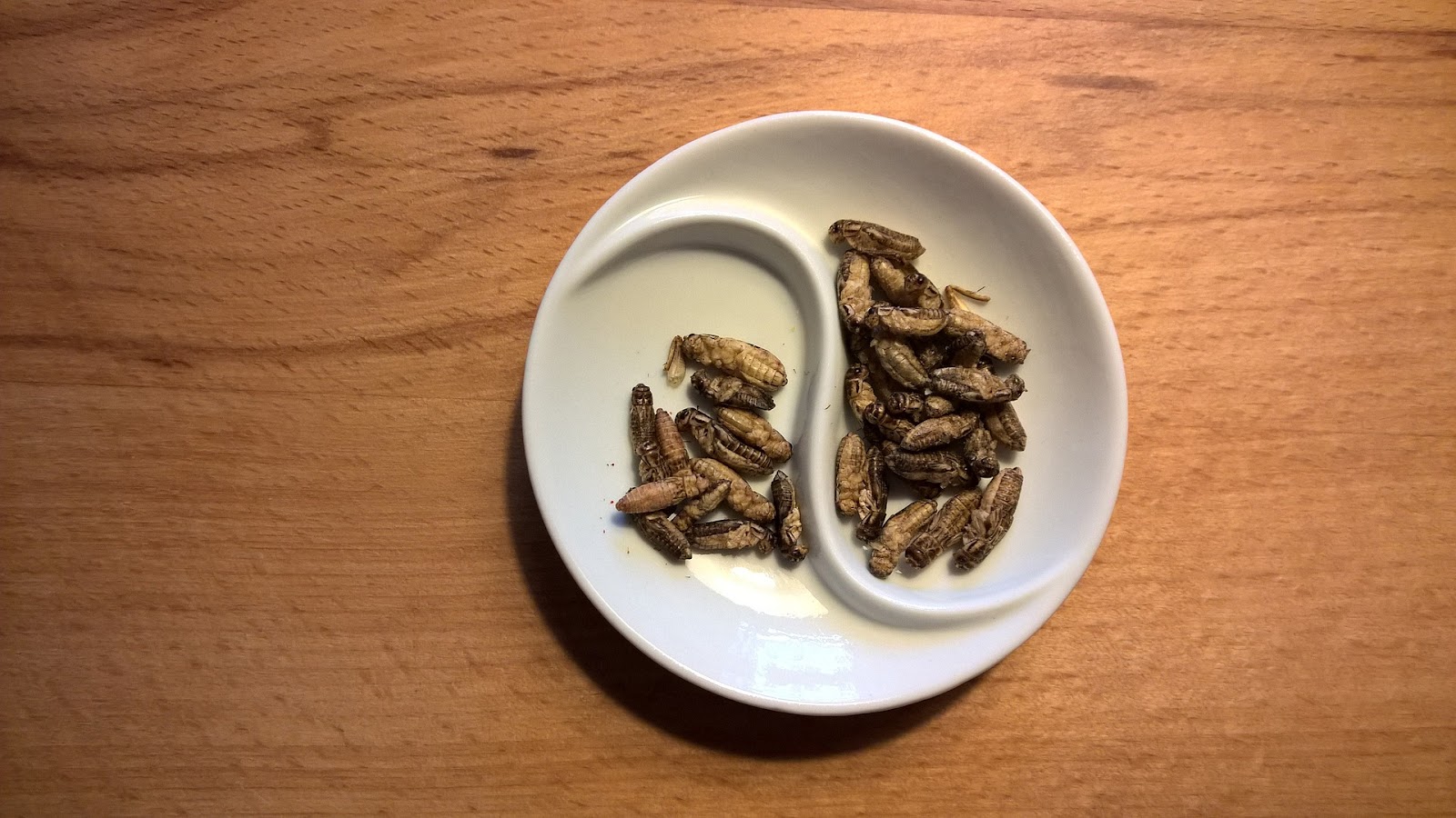 Plate of bbq roasted crickets