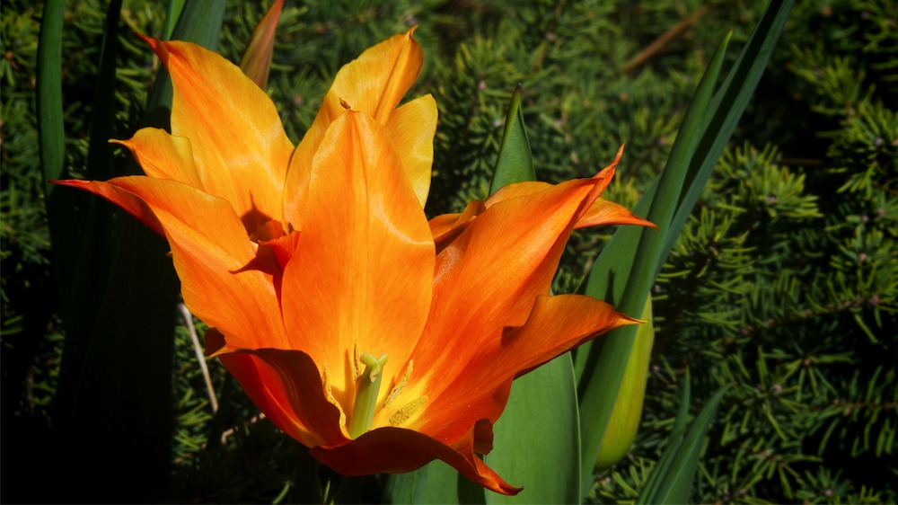 Flame Tulip.jpg