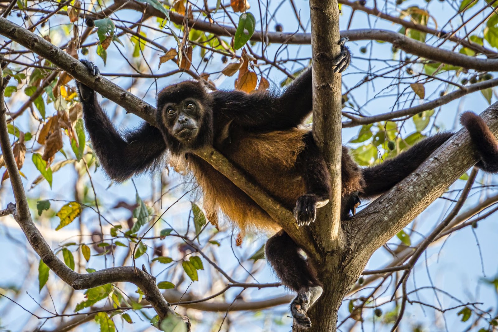Howler monkey in the trees