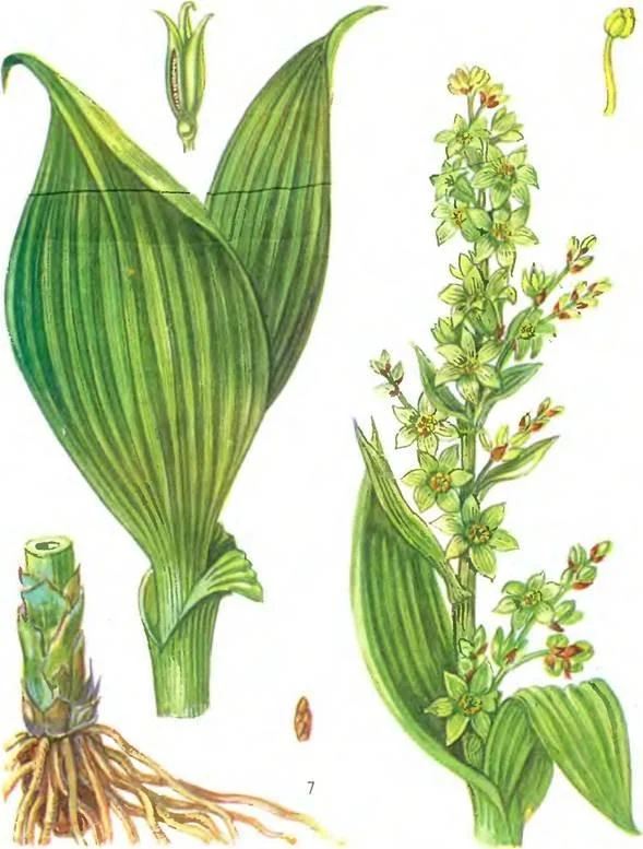 D:\0 wd yedek\acr yedek\1 film indirme\sovremennaya_fitoterapiya_dosyalar\image119.jpg