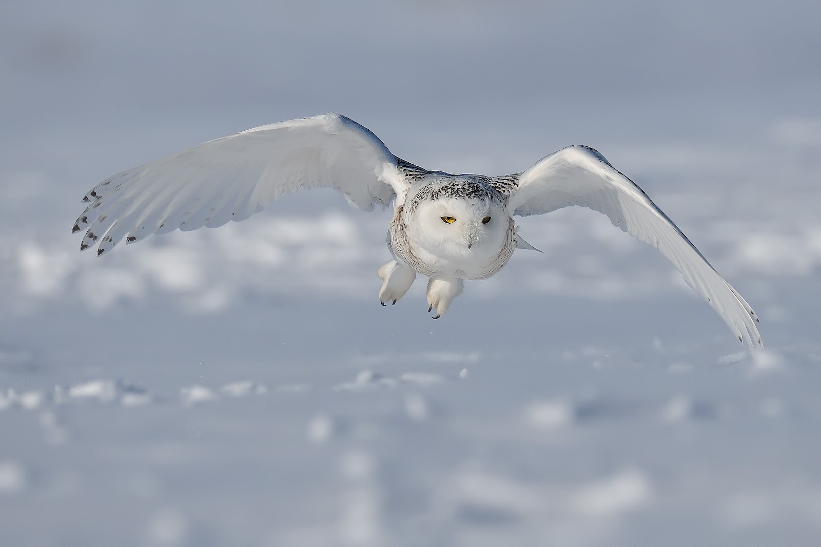 Image result for snowy owl