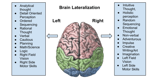 512px-Brain_Lateralization