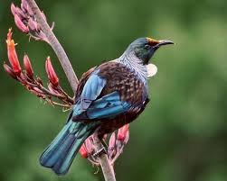 Image result for tui